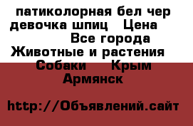 патиколорная бел/чер девочка шпиц › Цена ­ 15 000 - Все города Животные и растения » Собаки   . Крым,Армянск